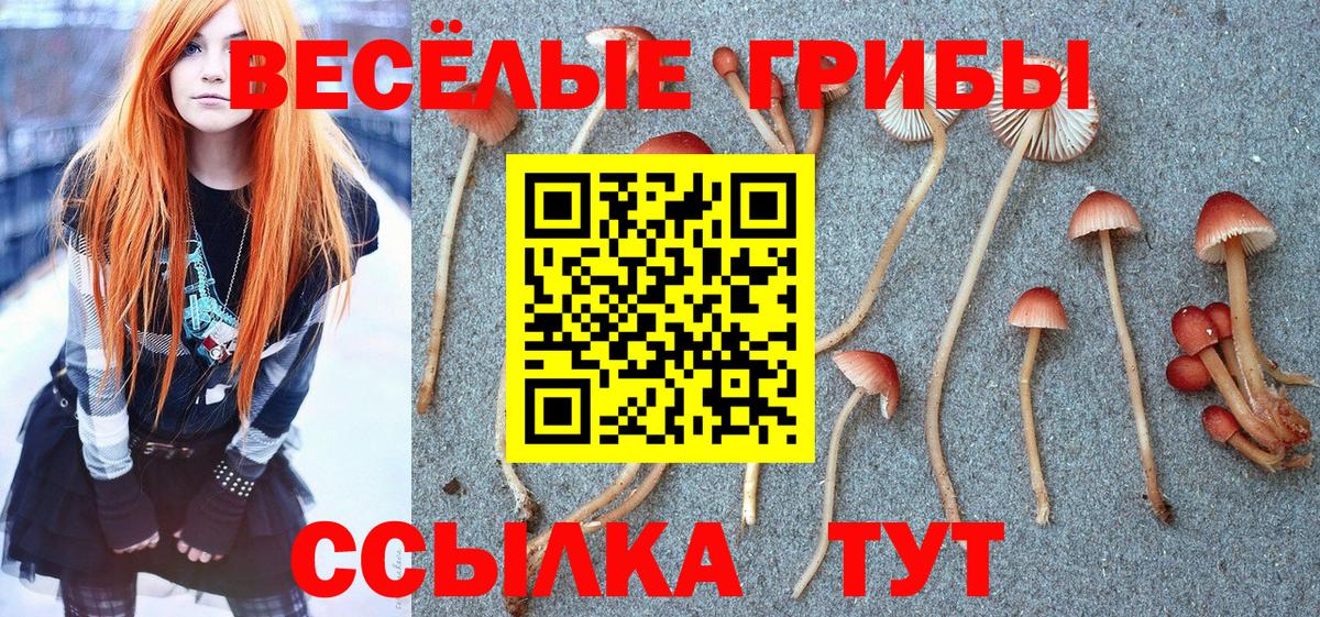 Галлюциногенные грибы Psilocybe Кудрово